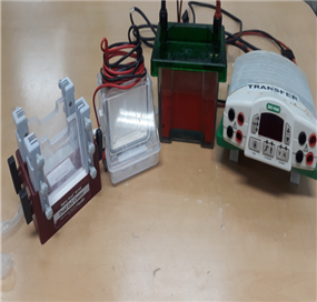 Electrophoresis apparatus