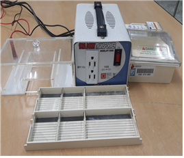 Agarose gel electrophoresis